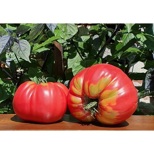 ���� ������ ����� ������� ������������� (DaCosta's Portuguese) / Seeds And Goods / � �������� zip-lock ��� ���������� 10 �����, ������ �� 249 ���