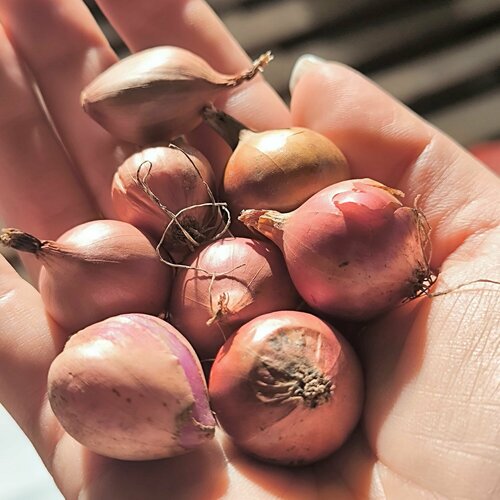 ���� ��� - ����� ������� ������ (������) 100�� �������, ������ �� 395 ���