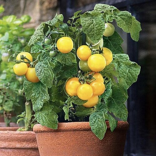 ���� ������ ������ ����� ��������� ����� ������� 10 ��., ������ �� 320 ���