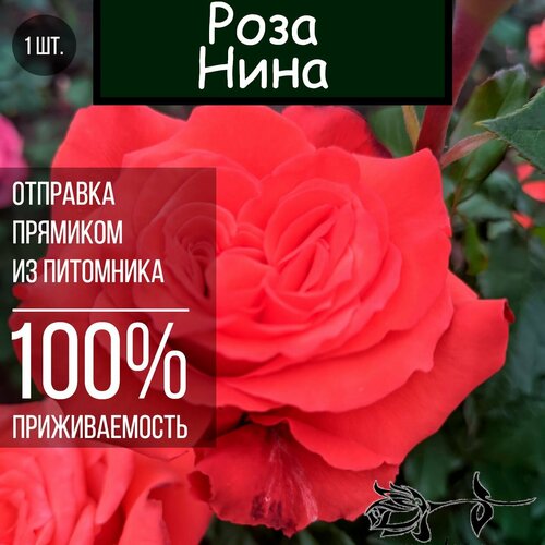 ���� ������� ���� ���� / ����� ��������� ����, ������ �� 850 ���