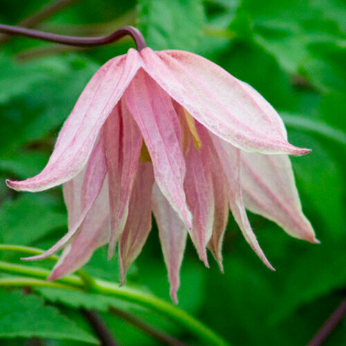 ���� �������� ���� ����� (Szkolka roslin A.M (������)), 1 ������� � ������ 15-20 ��, ������ �� 2900 ���