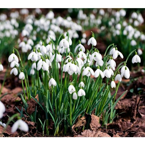    - Galanthus (   5 ) / ,   ,  /  , ,   ,   990 