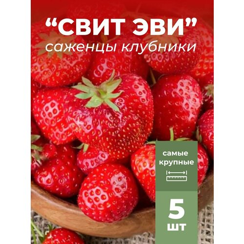 ���� �������� ����� ������������� ���� ���, �������/��������� �������� 5 ��, ������ �� 799 ���