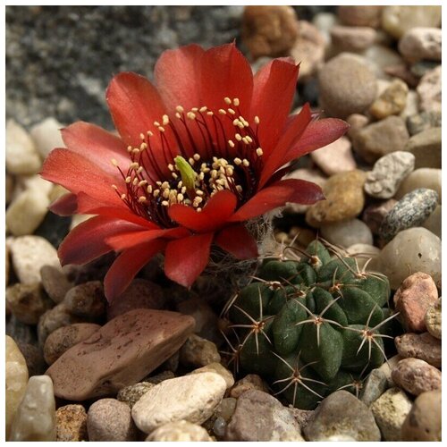 ���� ������ ������ ��������� ������ Lobivia glauca WR-218 10 ��., ������ �� 350 ���