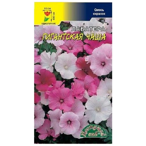 ���� ������ �������� ��� 