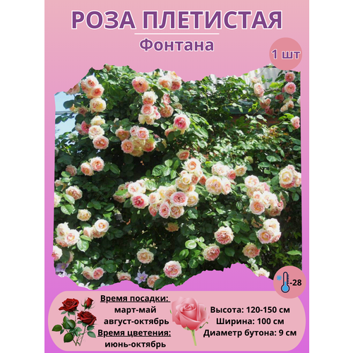 ���� ���� ��������� �������, ����������� �����, ������ �� 450 ���