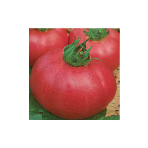 ���� ������ ������� ����� ���� F1 (0,05 ��.), ������ �� 95 ���