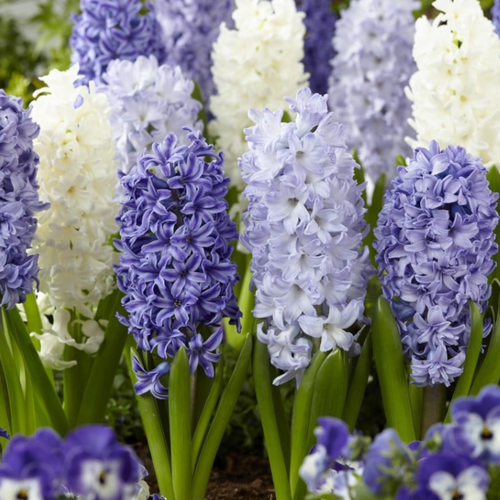   BLUE AND WHITE MIX (5 ),   520 