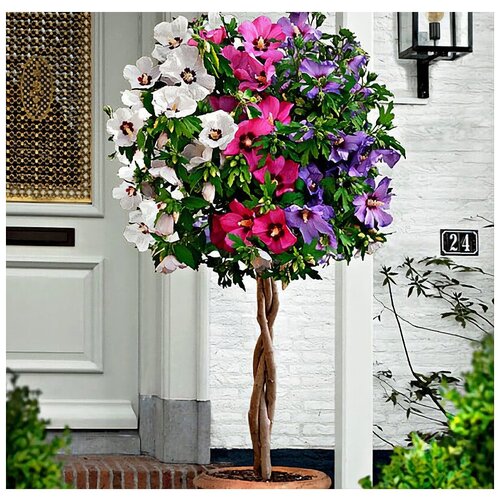    , , 25 , ,     .,   372 