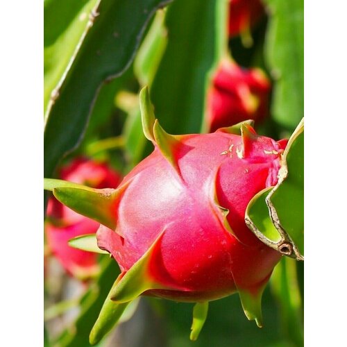 ���� ������ �������� ������� ����� ������ (Hylocereus undatus), 10 ����, ������ �� 400 ���