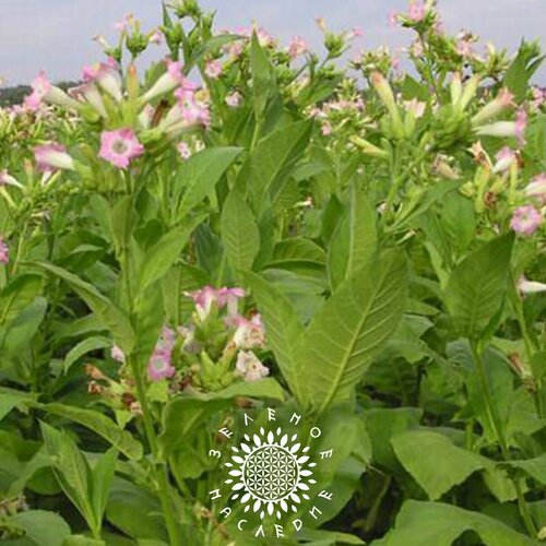      (. Tabaci Virginia Gold) 700   Green Legacy,   392 