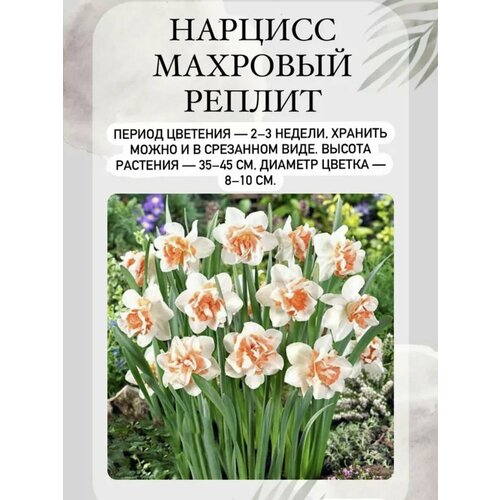 ���� ������� ���������� ����� 3 ��, ������ �� 300 ���