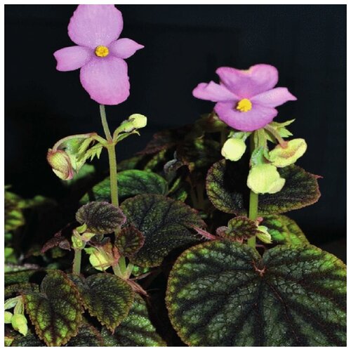   , Begonia icta, , ,   407 