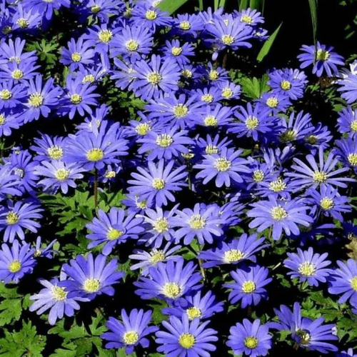    ,  ,   BLUE SHADES ( 10  ),   424 