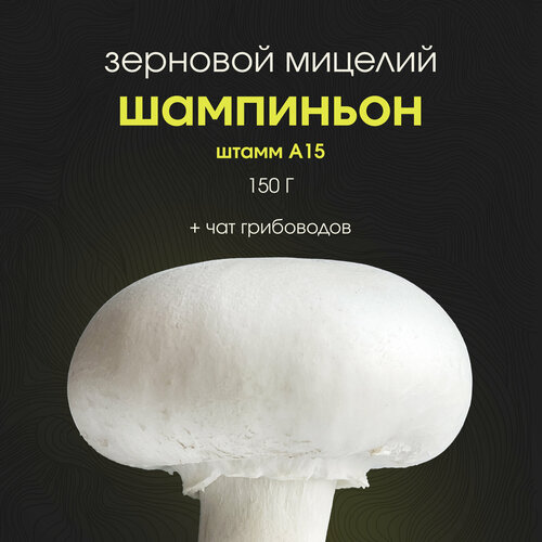 ���� ������� ���������� ��������. ������ ������, ������ �� 499 ���