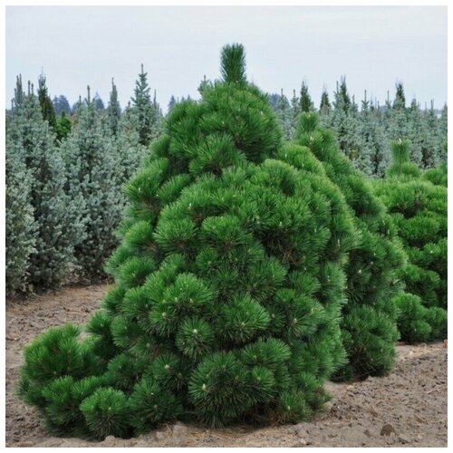 ���� ������ ������ ����� �������� 15 ��., ������ �� 350 ���