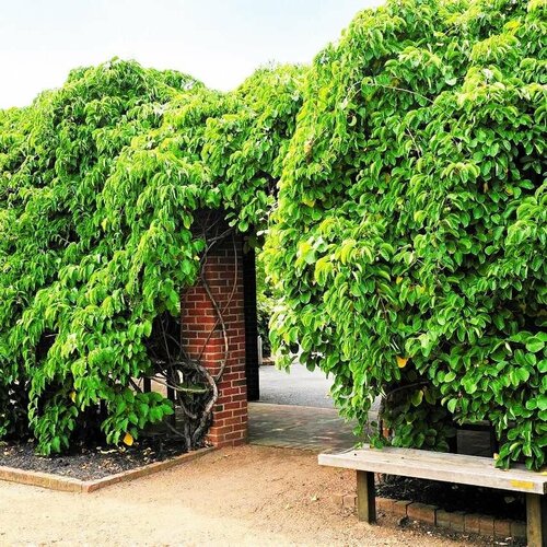    (1    15-20 ),   1666 