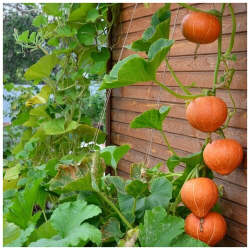 ���� ������ ������ ����� ������ ���� 5 ��., ������ �� 250 ���