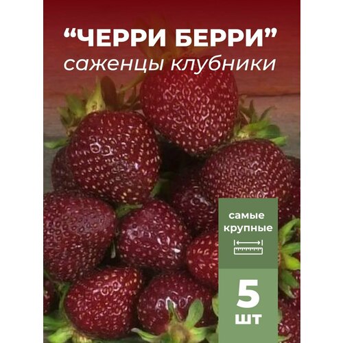 ���� �������� ����� ������������� ����� ����� �������/��������� �������� 5 ��, ������ �� 799 ���