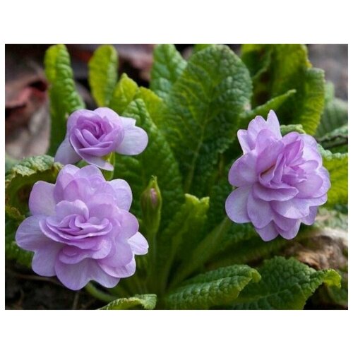 ���� ������� �������, ����������, ������������� ��������� ����������� �������� � ��������� ���������� �������, 4 �� �����, ������ �� 325 ���