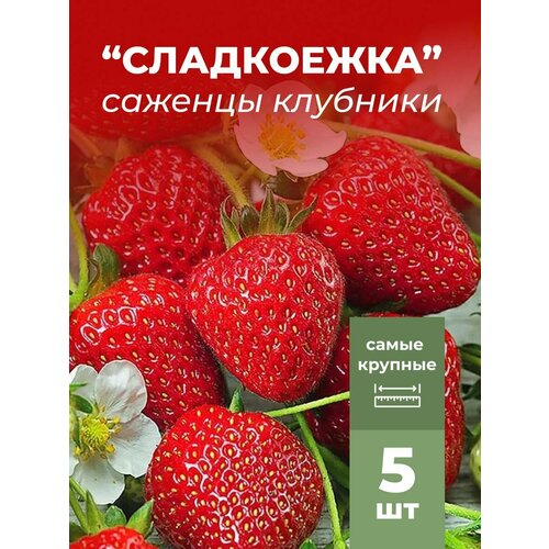 ���� �������� ����� ������������� ����������, �������/��������� �������� 5 ��, ������ �� 799 ���