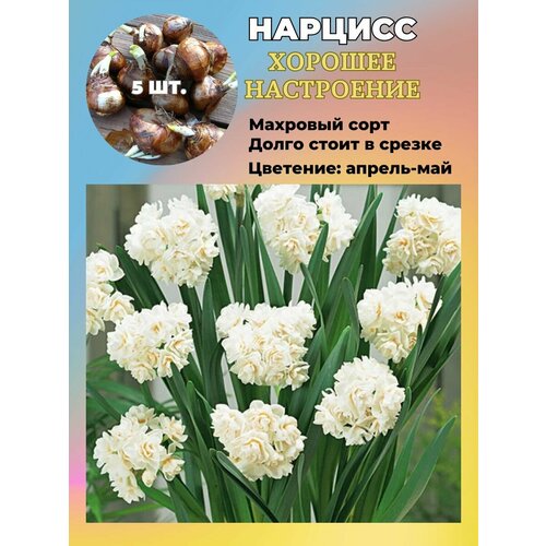 ���� ������� ��������, �������� 5 ����, ������ �� 550 ���