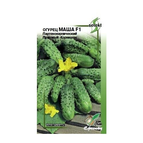 Огурца маша f1 отзывы. Огурца маша f1 отзывы. Огурца маша f1 отзывы. Огурец маша f1. Огурца маша f1 отзывы.