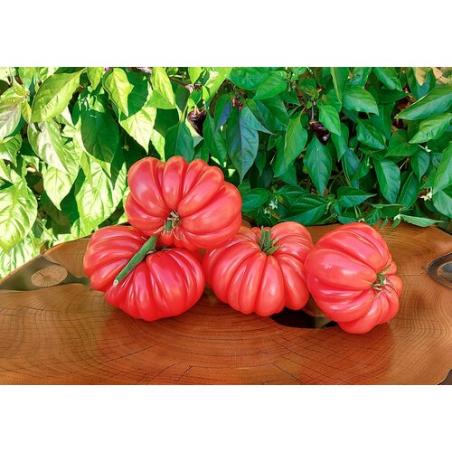      (Beauty Lottringa Pink) / Seeds And Goods /   zip-lock   10 ,   249 