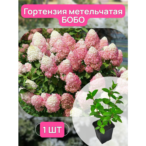     ,  15-25 ,  9,   950 