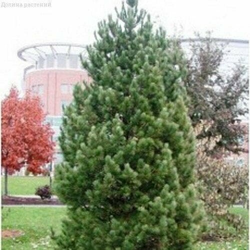 ���� ����� �������� (����) (1 �������), ������ �� 972 ���