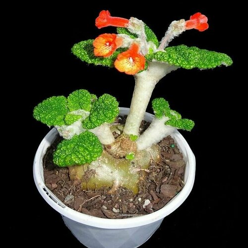 ���� ��������� �����������, Sinningia Bullata, ������, ������ �� 452 ���