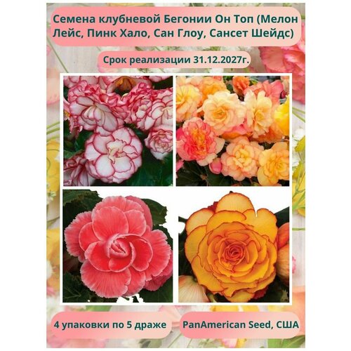 ���� ������� ��������� �� ��� 4 �������� �� �����: ����� ����, ���� ����, ��� ����, ������ �����, PanAmericanSeed, ���, ������ �� 498 ���