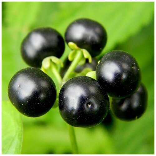 ���� ������ ������ �������� 10 ��., ������ �� 350 ���