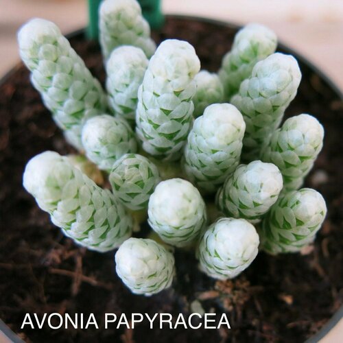 ���� ������ ������������ ����� ��� �����������, ������ �� 589 ���