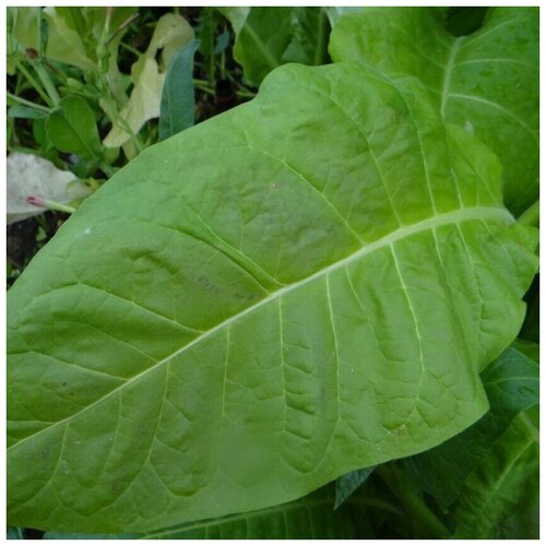 ���� ������ ������ ����� ��������-7, 300 ��., ������ �� 320 ���