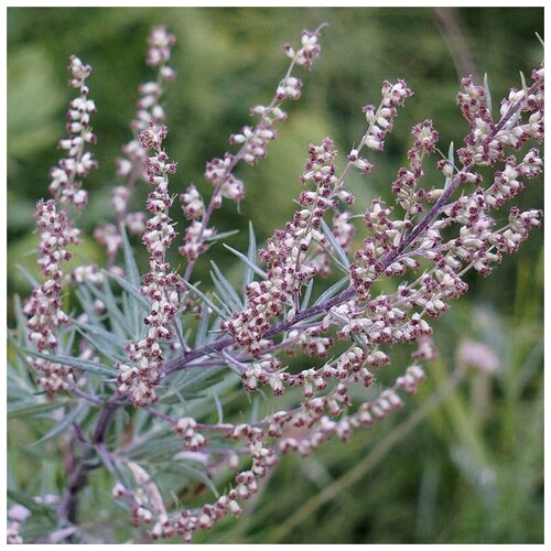    (. Artemisia absinthium)  250,   370 