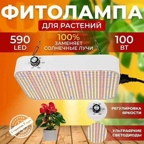          ,    Quantum board,     590 LED 100    -     , -, 