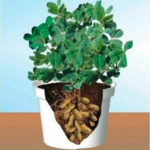 ���� ������, ������ ��� ���������� � �������� �����������, ������ �� 370 ���