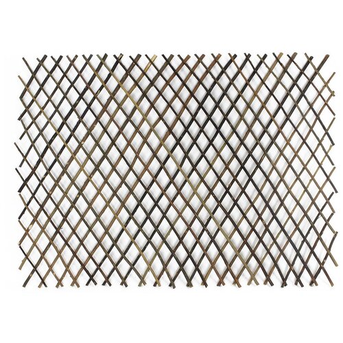 ���� ����� ��� �������� 