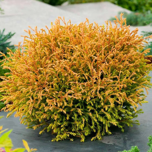 ���� ��� �������� ������ ������ (1 ������� � ������ 15-20 ��). Belgium Plants Van. (�������), ������ �� 840 ���