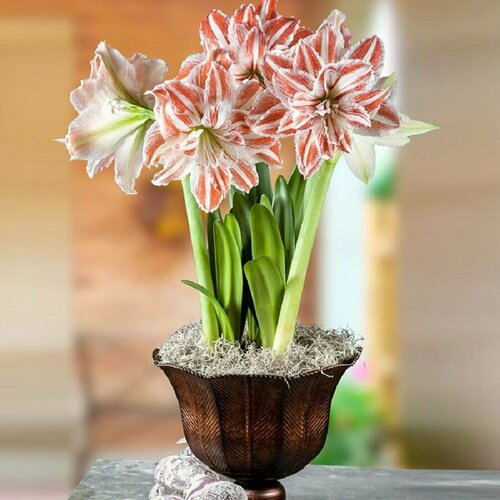    , Hippeastrum Dancing Queen,  , ,   433 