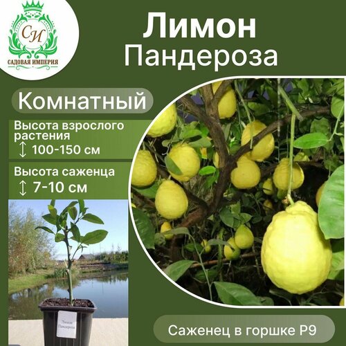 ���� ����� ���������, ������ �� 1200 ���