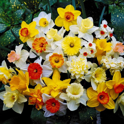 ���� �������� ������, bulbs servise, �������� ���� ������ ( 10 ���� ), ������ �� 939 ���