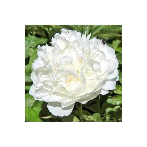 ���� ���� ���� / ������ �����, ������ �� 799 ���