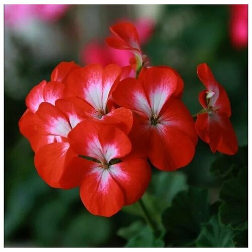 ���� ���������� (������) ������ ������� � ����� �������, ����� ������ ������� ���, 4 �� �����, ������ �� 318 ���