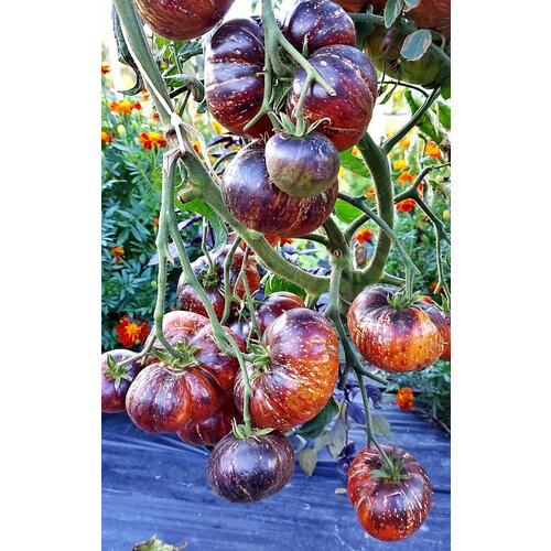 ���� ������ ������ ����� ����� (Blue Fire) / Seeds And Goods / � �������� zip-lock ��� ���������� 10 �����, ������ �� 269 ���