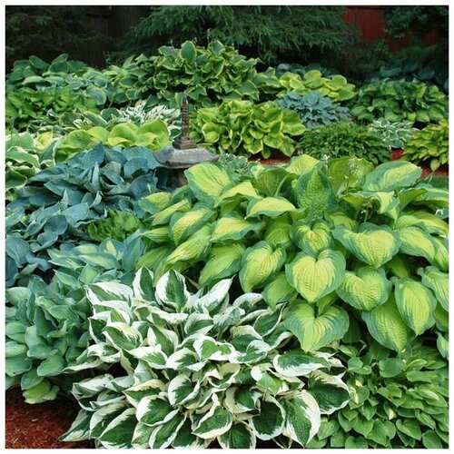 ���� ������ ������ ����� ���� 4 ��������� 15 ��., ������ �� 350 ���