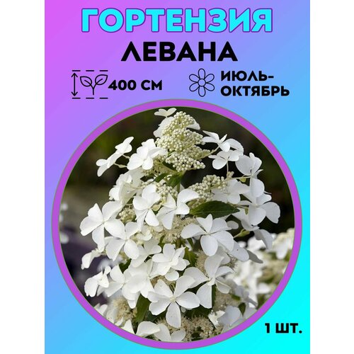 ���� ��������� �����������, ������� 1 �����, ������ �� 550 ���