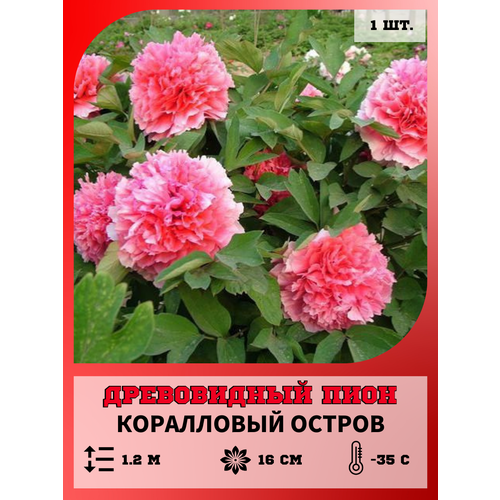 ���� ���� ����������� ���������� ������, ������� 1 �����, ������ �� 650 ���