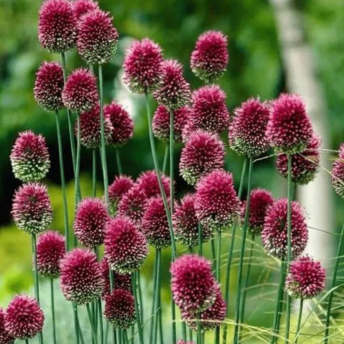    SPHAEROCEPHALON ( 10  ),   563 